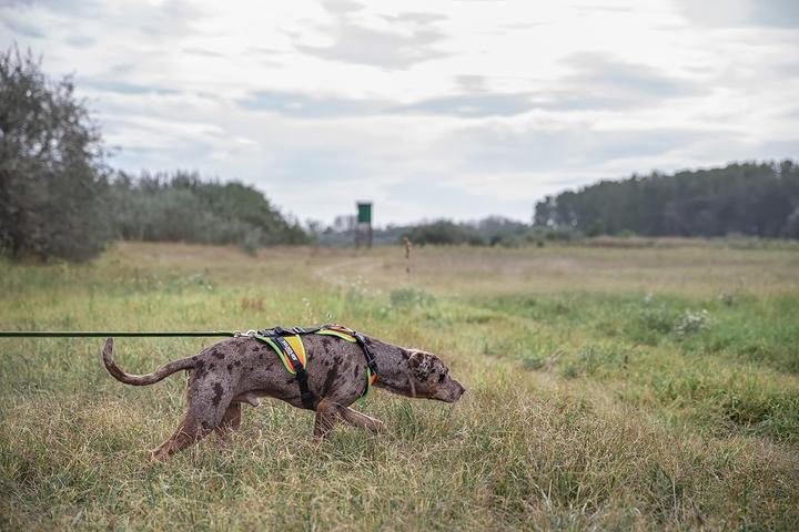 Image du produit Julius-K9 K9 Mantrailing/Outd. sele, Str. : S/Uv Orange m. neon kant (S, Chien, Sport canin, Général)