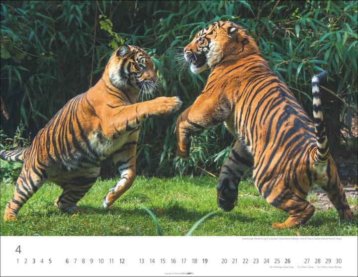 Actual product image Tiger Kalender 2026 (44 x 34 cm, Hardcover, German)