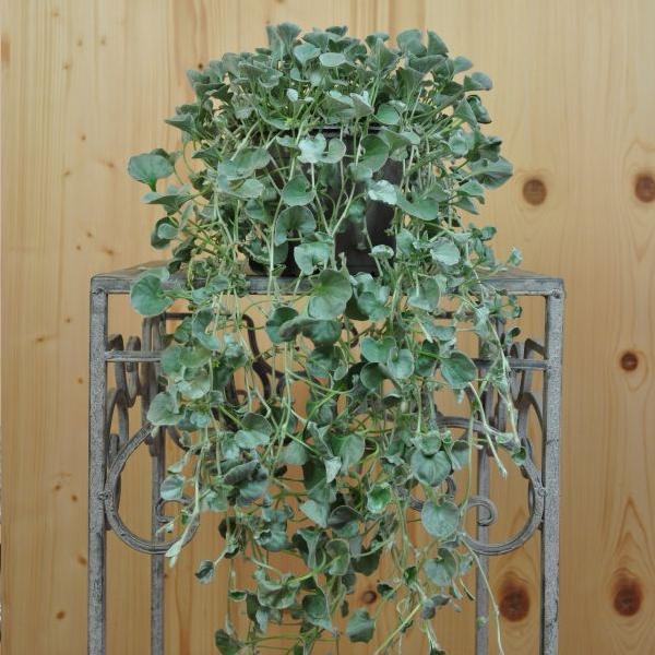Produktbild Säntispracht 4 er Set, Silberregen - Dichondra Silver Falls (150 cm)