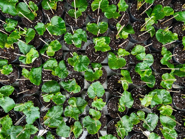Actual product image PlantaPlus Growmix" peat-free plant substrate with perlite (50 l, Coco Slab)