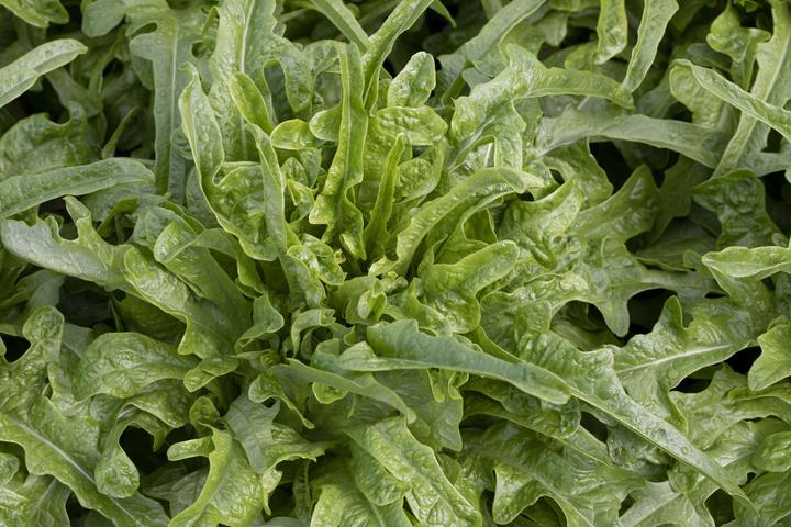 Produktbild Zollinger Bio Eichblattsalat, Italienischer Grüner