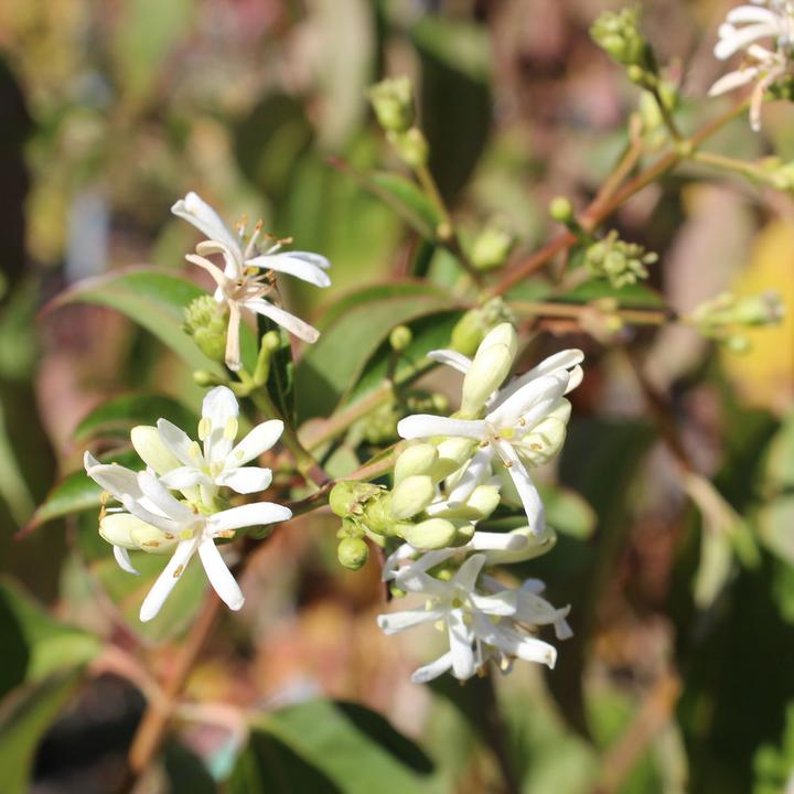 Produktbild Zulauf Sieben-Söhne-des-Himmels-Strauch / Heptacodium miconioides (80 cm)
