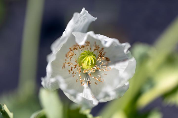 Produktbild Zollinger Bio Mohn, Weisse Wolke (einjährig)
