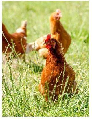Productafbeelding Kiepenkerl Zaadmengsel van kleine dierenweiden (Kiemen)