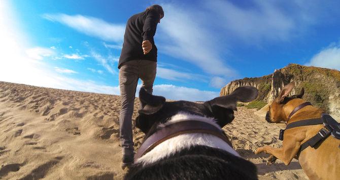 Produktbild GoPro Fetch Hundegeschirr (Hero 7, Universal, Osmo Action)