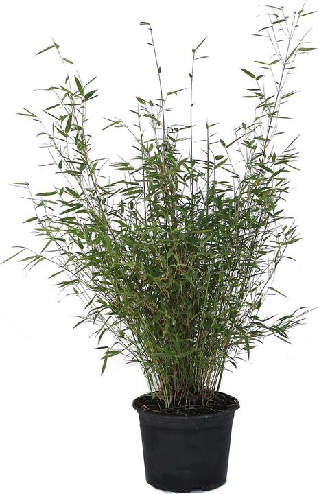 Zulauf Garten-Bambus / Fargesia rufa (80 cm, Tierfreundlich)