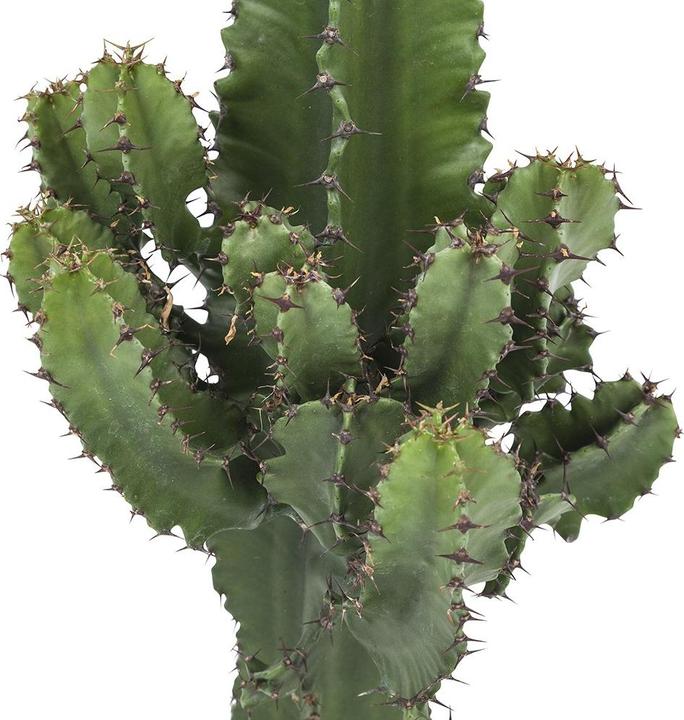 Actual product image Plant in a Box Euphorbia ingens - Candelabra Euphorbia Cactus (50 cm)