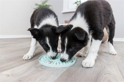 Produktbild Trixie Junior Schleckplatte, Ø 21 cm, Mint (Beschäftigungsspielzeug Hund)