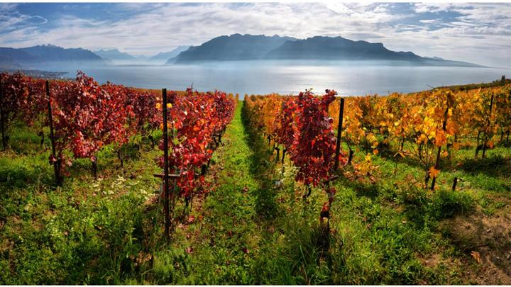 Actual product image Gift certificate, wine subscription gift (1 pers.)