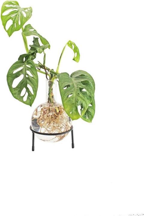 Winkee Vaso Idro Flora (1 x, 1.50 l)