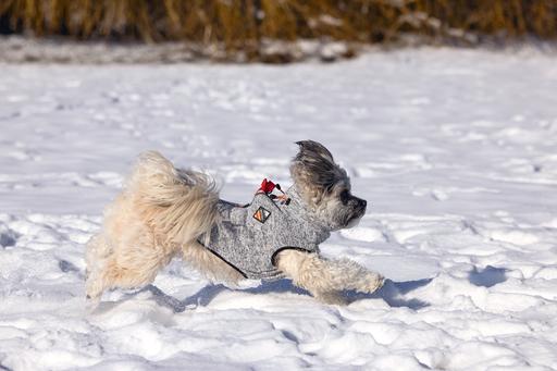Produktbild Beeztees Hundepullover Celia (24, Hundepullover)