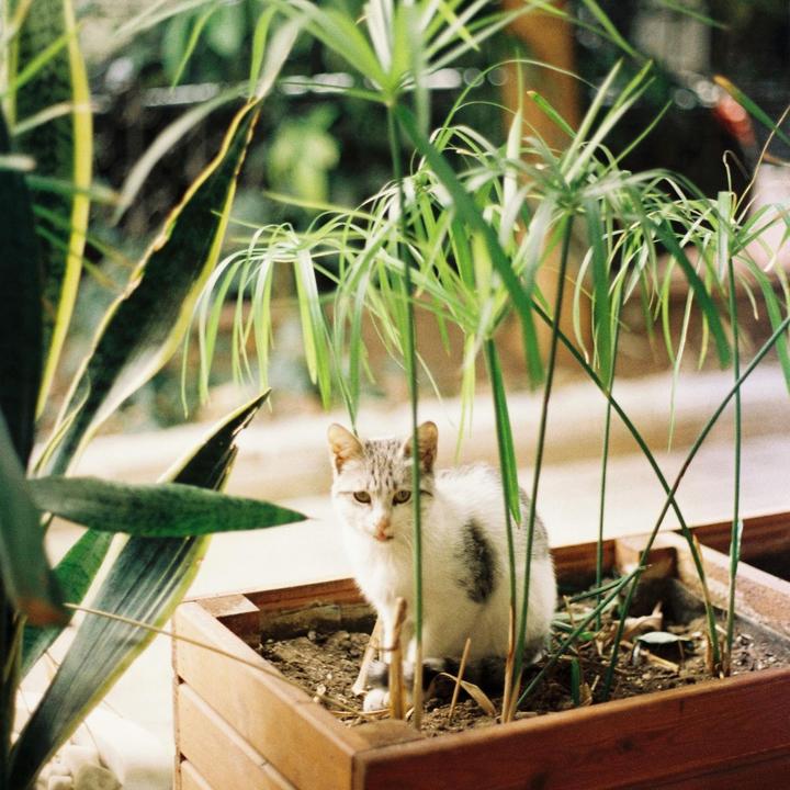 Produktbild Plant in a Box Cyperus alternifolius (50 cm)