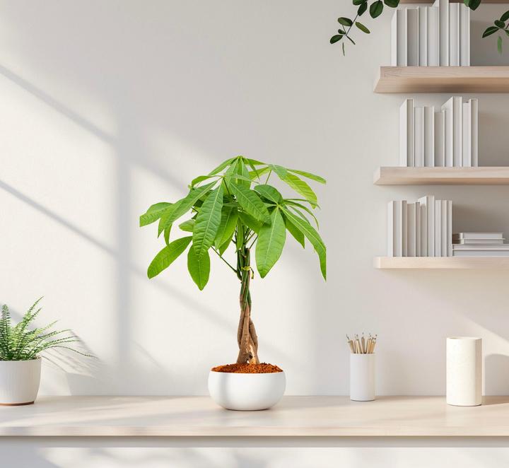 Actual product image Mahaloplants Glückskastanie (45 cm, Animal friendly)