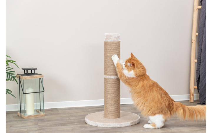 Produktbild Trixie Kratzstamm XXL Rue 80 cm (80 cm, Beige)
