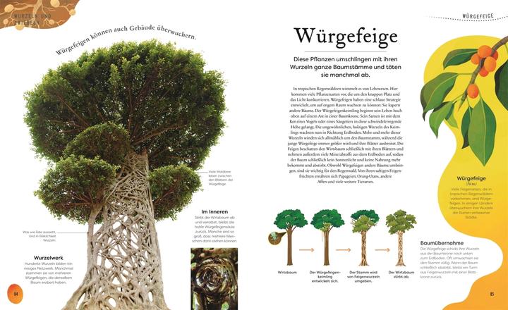 Produktbild Grosse und kleine Schätze der Natur. Pflanzen (Deutsch, Ben Hoare, 2023)