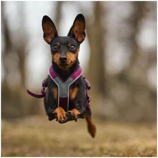 Actual product image Non-Stop Dogwear Line Harness 5.0 (6, Dog, General)