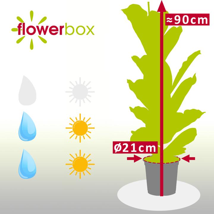 Actual product image Flowerbox Fiddle-leaf fig - height ca. 100 cm, pot-Ø 21 cm - Ficus Lyrata (100 cm)