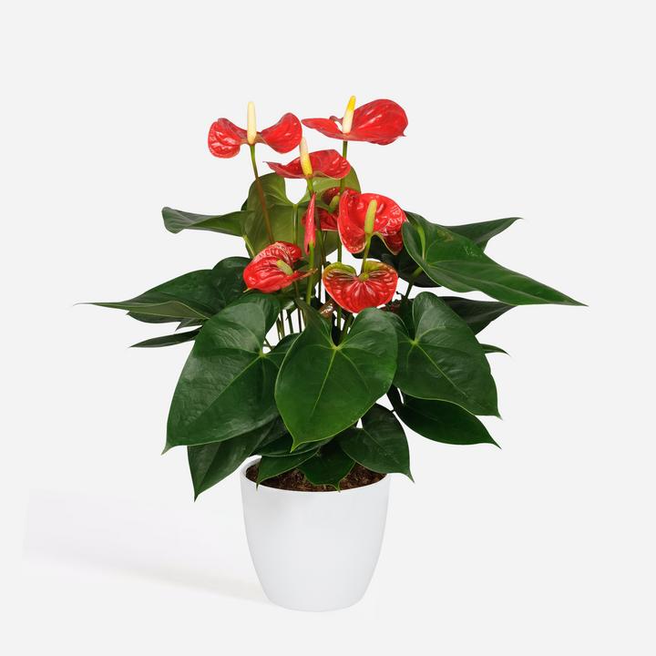 Immagine prodotto Plant in a Box Anthurium 'Madural Red' - (40 cm)