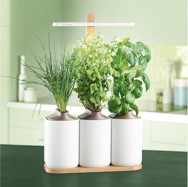 Image du produit Prêt à Pousser Lilo Connect (13.50 cm)