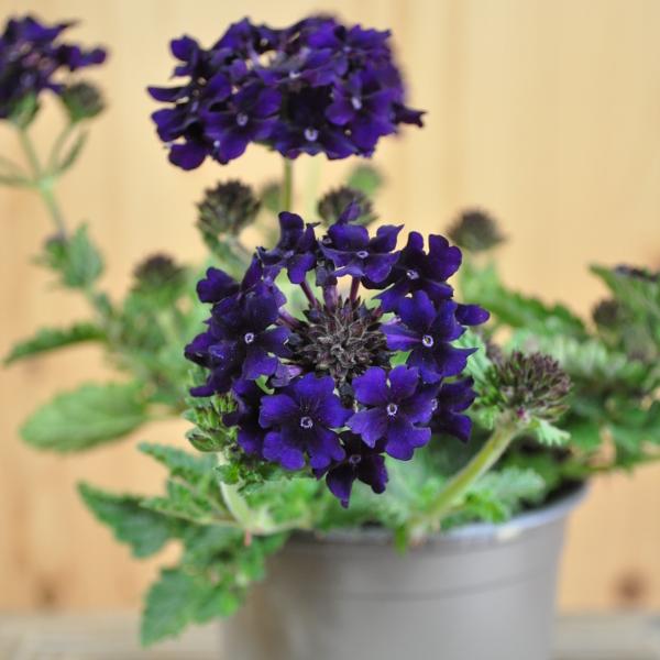 Actual product image Säntispracht Set of 4, The compact growing verbena - Verbena Cultivars Lascar Black Velvet (25 cm)