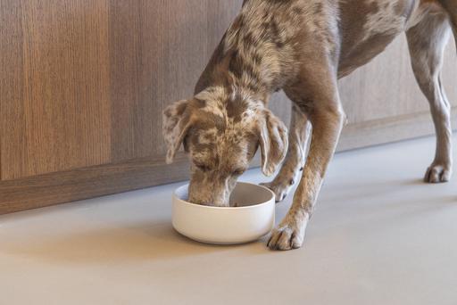 Actual product image Designed by Lotte Lojs dog bowl (1.20 l)