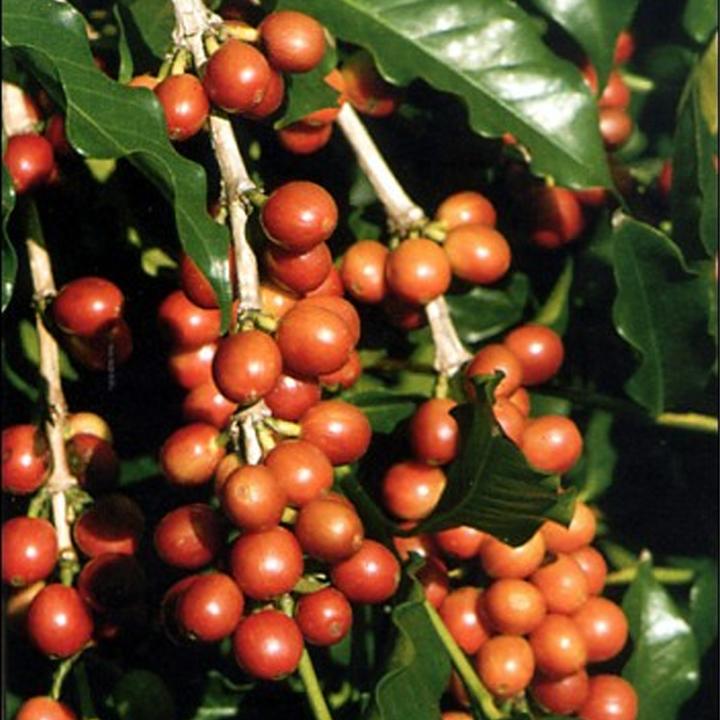 Tropica Caféier nain arbuste Coffea Arabica Nana (Graines de fruits)