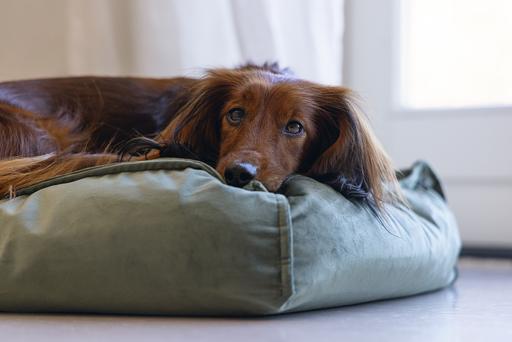 Actual product image Designed by Lotte Nalino (Dog)