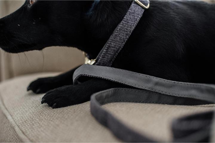Produktbild Kentucky Dogwear Hundeleine Wool 120 cm (Hund, Hundesport)