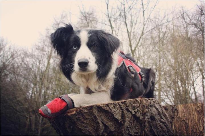 Produktbild Ruffwear Grip Trex 2 Paare Hundeschuhe (L, Hundeschuhe)