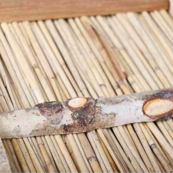 Immagine prodotto Siena Garden Casetta per uccelli NICK