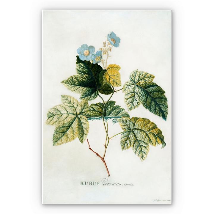Image du produit Trenddeko Ehret - Rubus (70 x 100 cm)