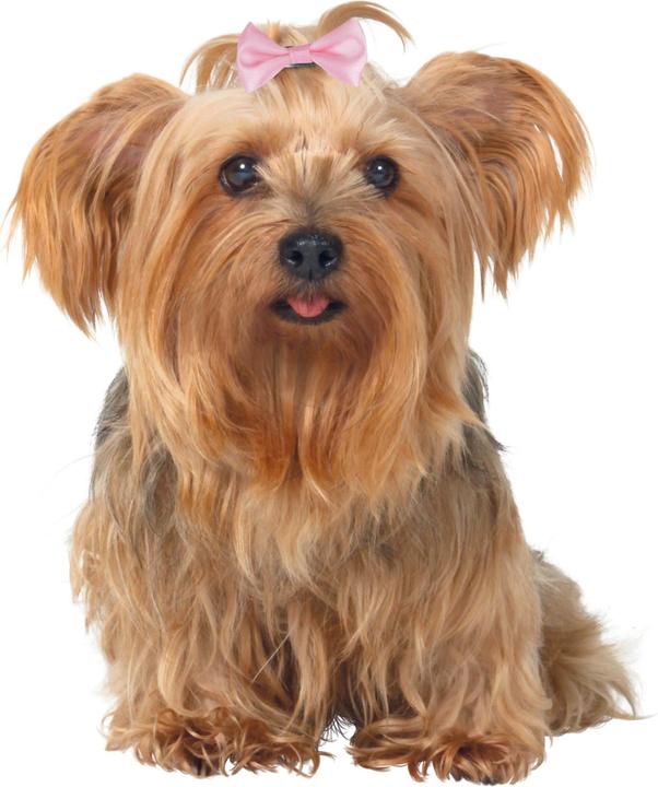 Trixie Hundeschleifen Set 10Stück 4–5.5 cm