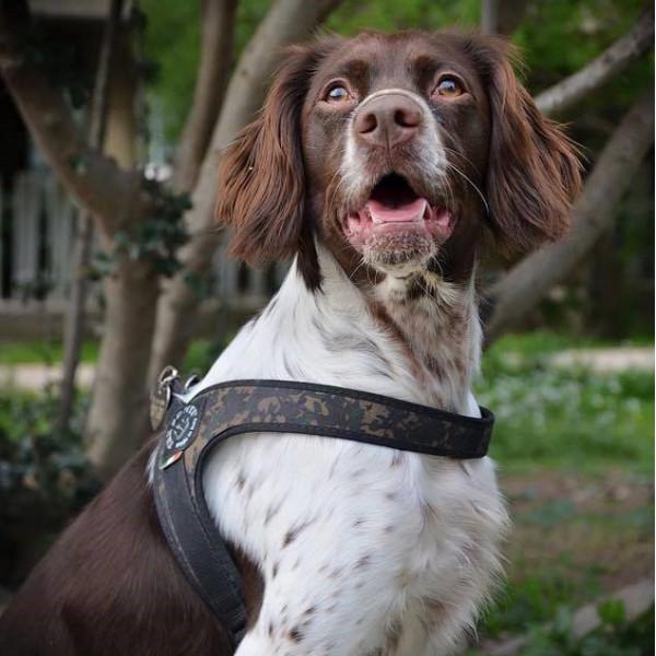 Produktbild Tre Ponti Geschirr camouflage,Gr.2 (M, Hund, Allgemein)