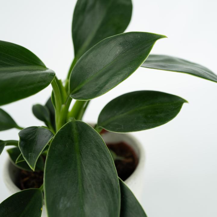 Produktbild Plant in a Box Philodendron 'Green Princess' - Baumfreund (20 cm)