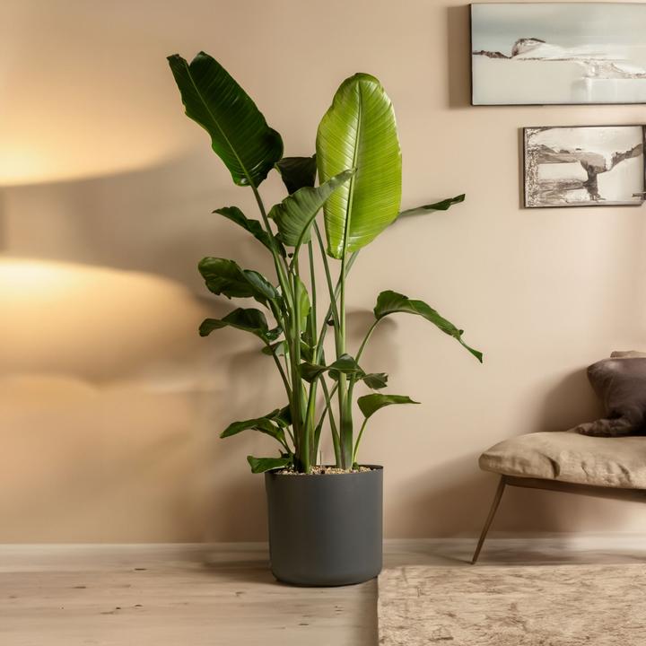 Produktbild Plant in a Box Strelitzia Nicolai - Paradiesvogelblume (55 cm)