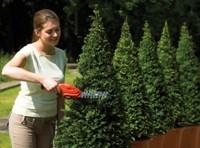 Image du produit Black & Decker Gsl300 (Taille-haies sans fil)