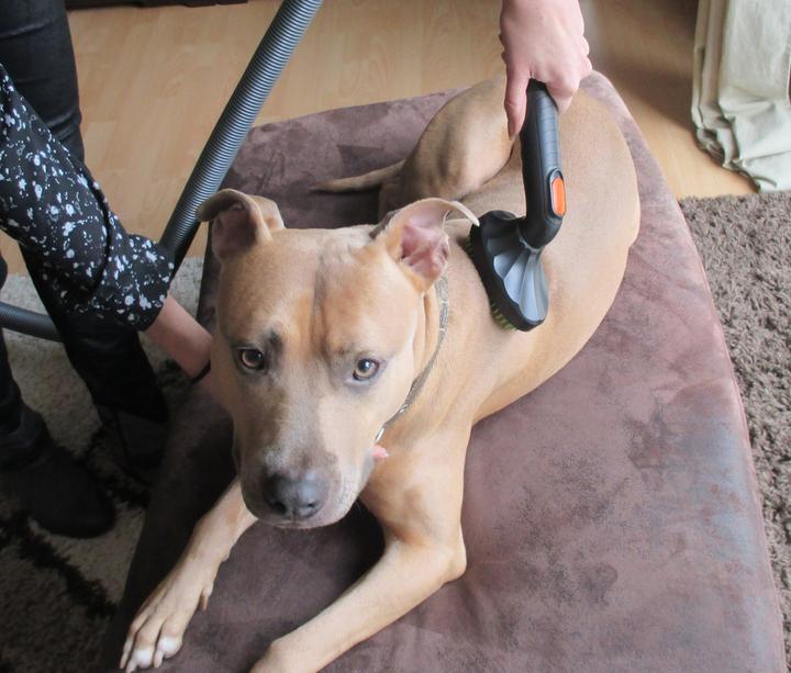 Produktbild Wessel-Werk Hundestriegel