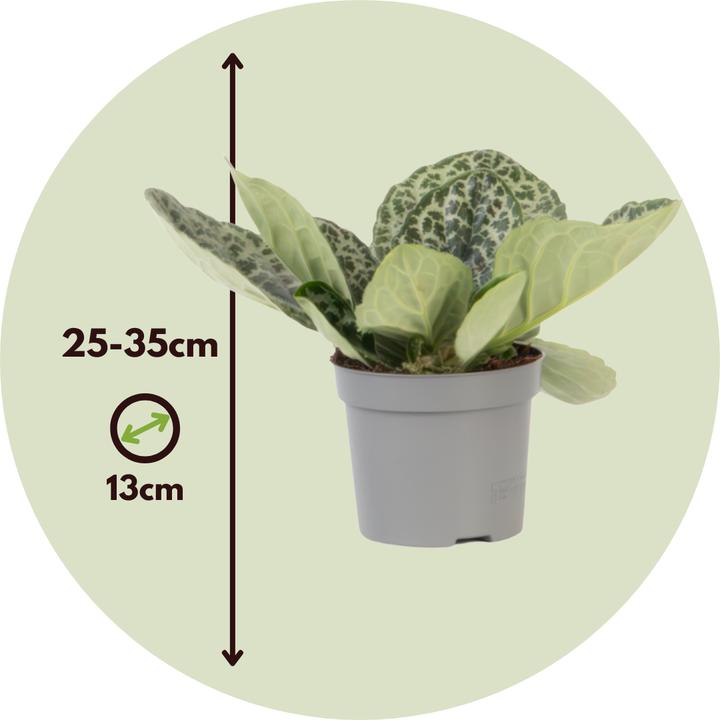 Produktbild Plant in a Box Streptocarpus Pretty Turtle - Drehfrucht (25 cm)