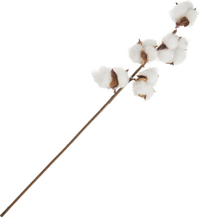 DPI Cotton branch, L 49 cm