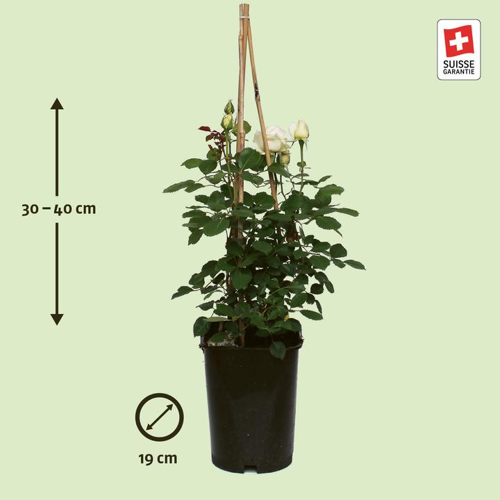 Produktbild Zulauf Renaissance-Rose / Rosa (REN) 'Helena'® (40 cm)