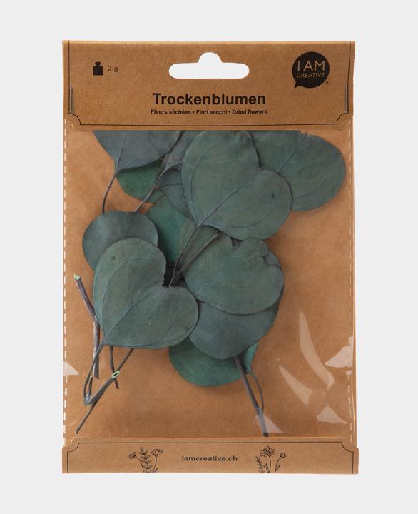 Produktbild I Am Creative Trockenblumen Eucalyptus (Trockenblumen)