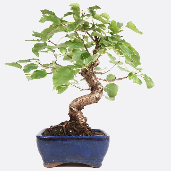 Image du produit Bonsai.ch Prunus mahaleb (13 cm)