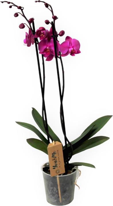 Actual product image Plant in a Box Phalaenopsis - Butterfly Orchid (50 cm)