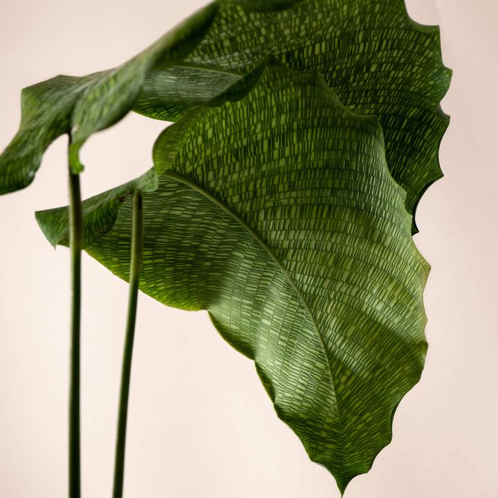 Immagine prodotto Mary and Plants Calathea Network (50 cm)