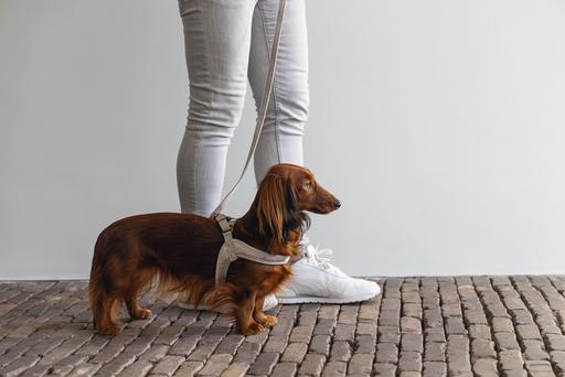 Produktbild Designed by Lotte Velura (XXS, XS, S, M, L, Hund, Allgemein)