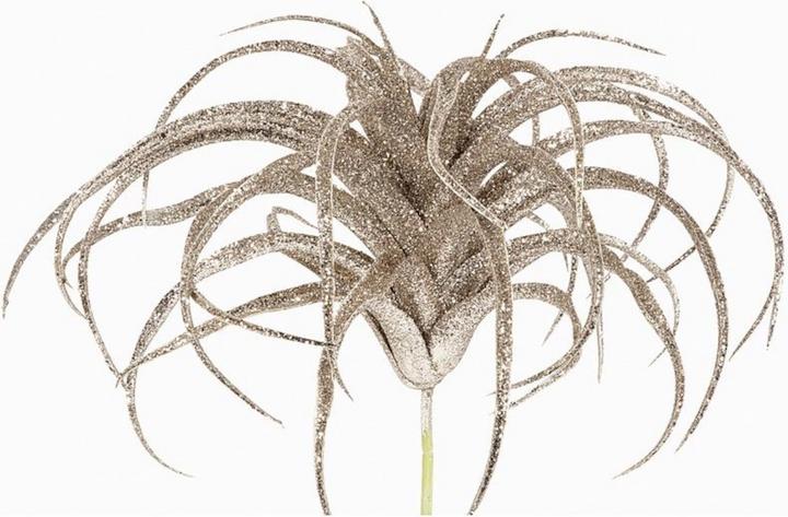 Produktbild EK Tillandsia Glamour champagner 23 cm