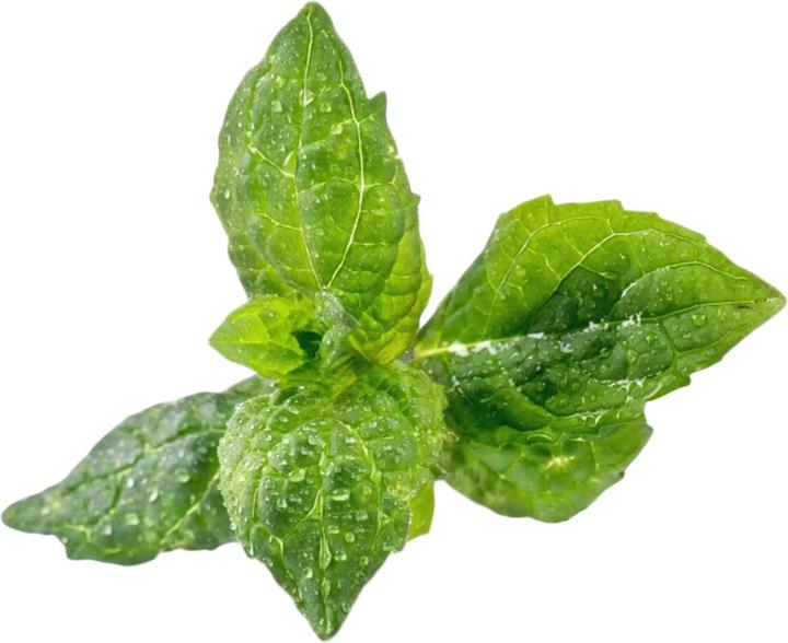 Image du produit Véritable Menthe bio (Graines d'herbes aromatiques)