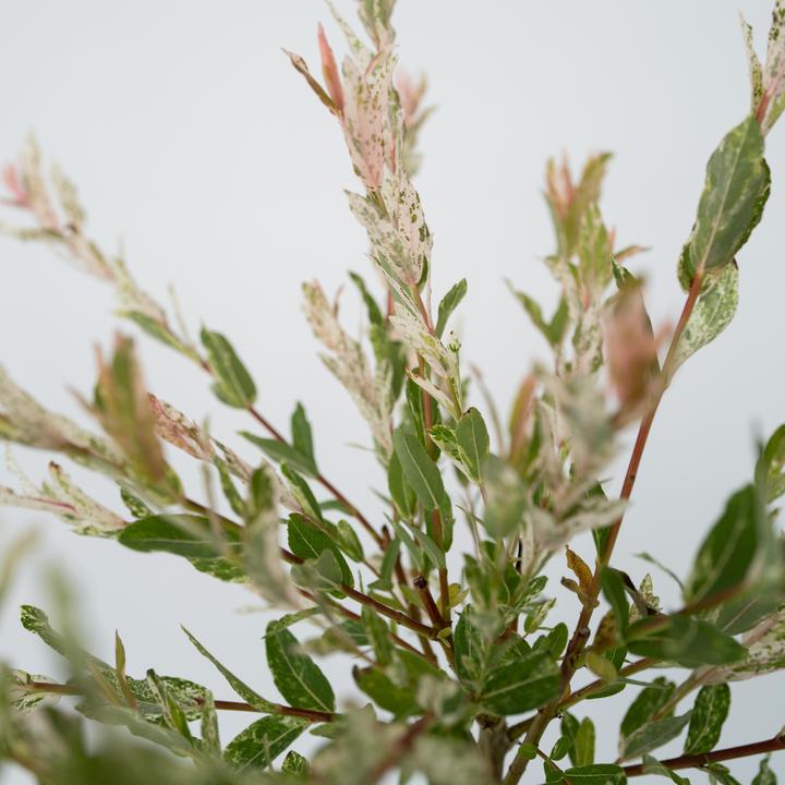 Actual product image Plant in a Box Salix integra 'Flamingo' - Set of 4 Loosestrife (60 cm)