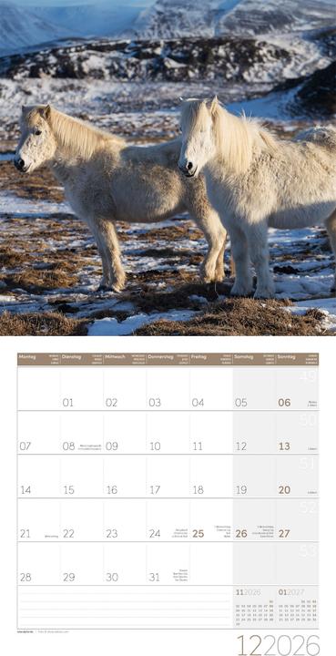 Actual product image Pferde Kalender 2026 - 30x30 (30 x 30 cm, Hardcover, German)