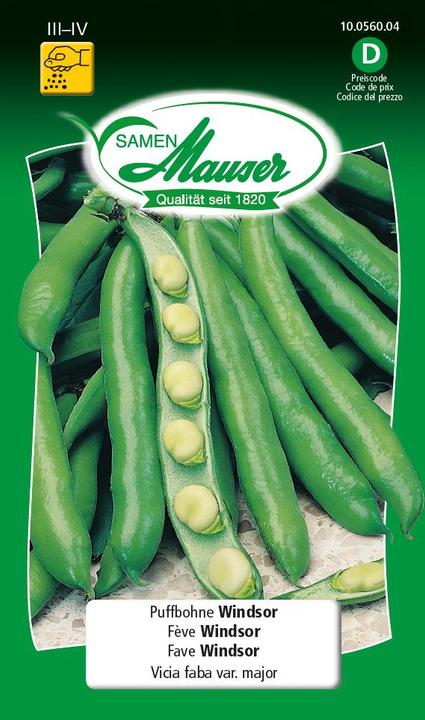 Actual product image Samen Mauser Windsor Broad Bean (Vegetable seeds)